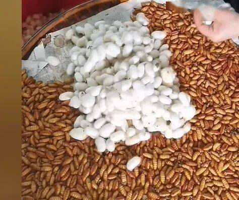 武平這種天然美食快要上線了，你多久沒吃了？