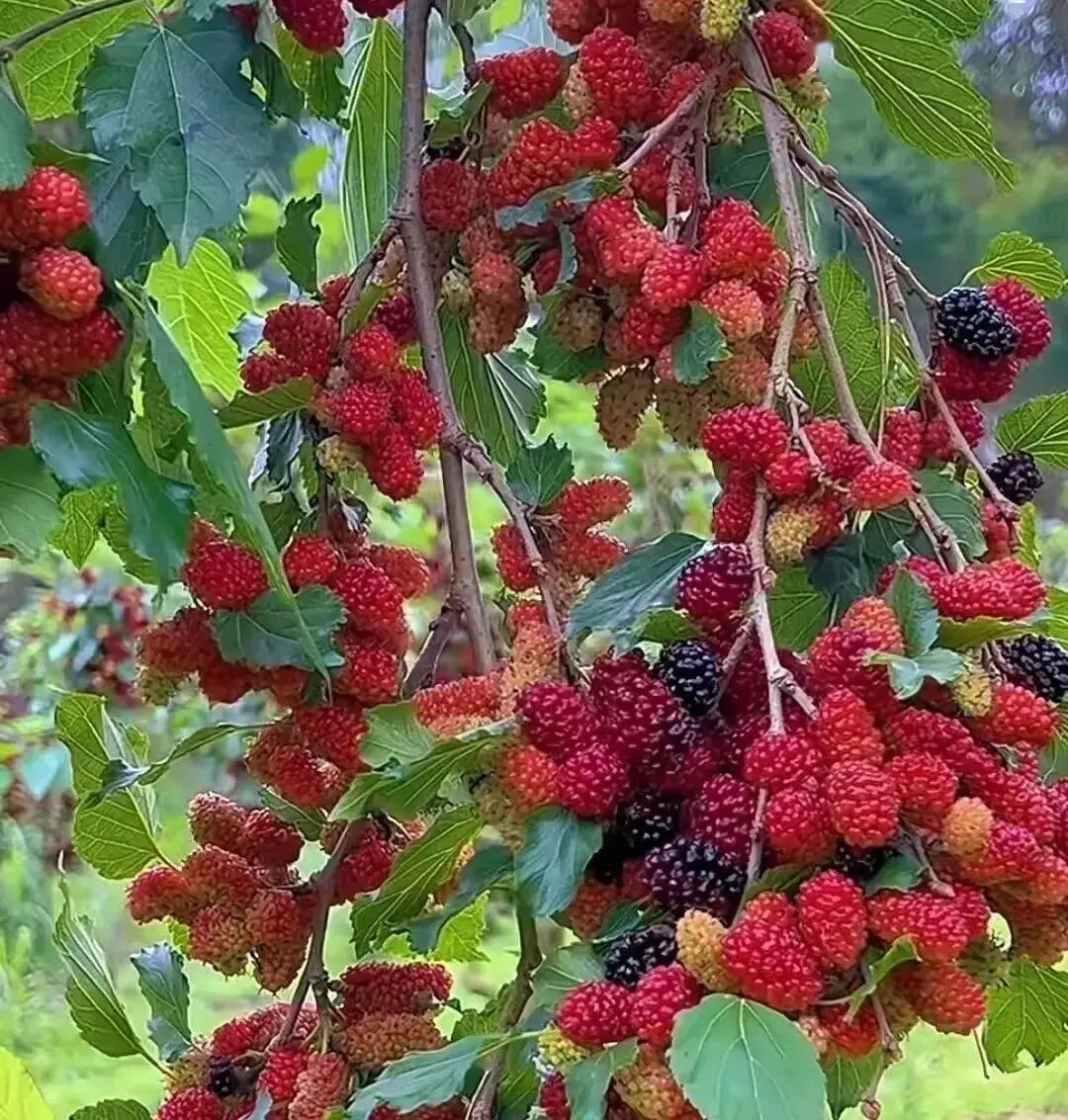 武平這種天然美食快要上線了，你多久沒吃了？