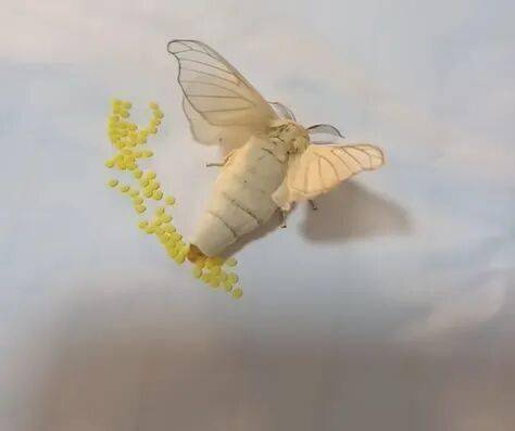 武平這種天然美食快要上線了，你多久沒吃了？