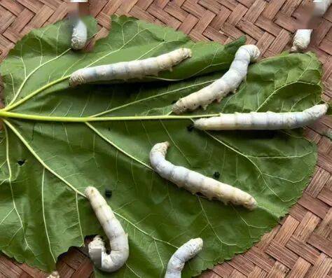 武平這種天然美食快要上線了，你多久沒吃了？