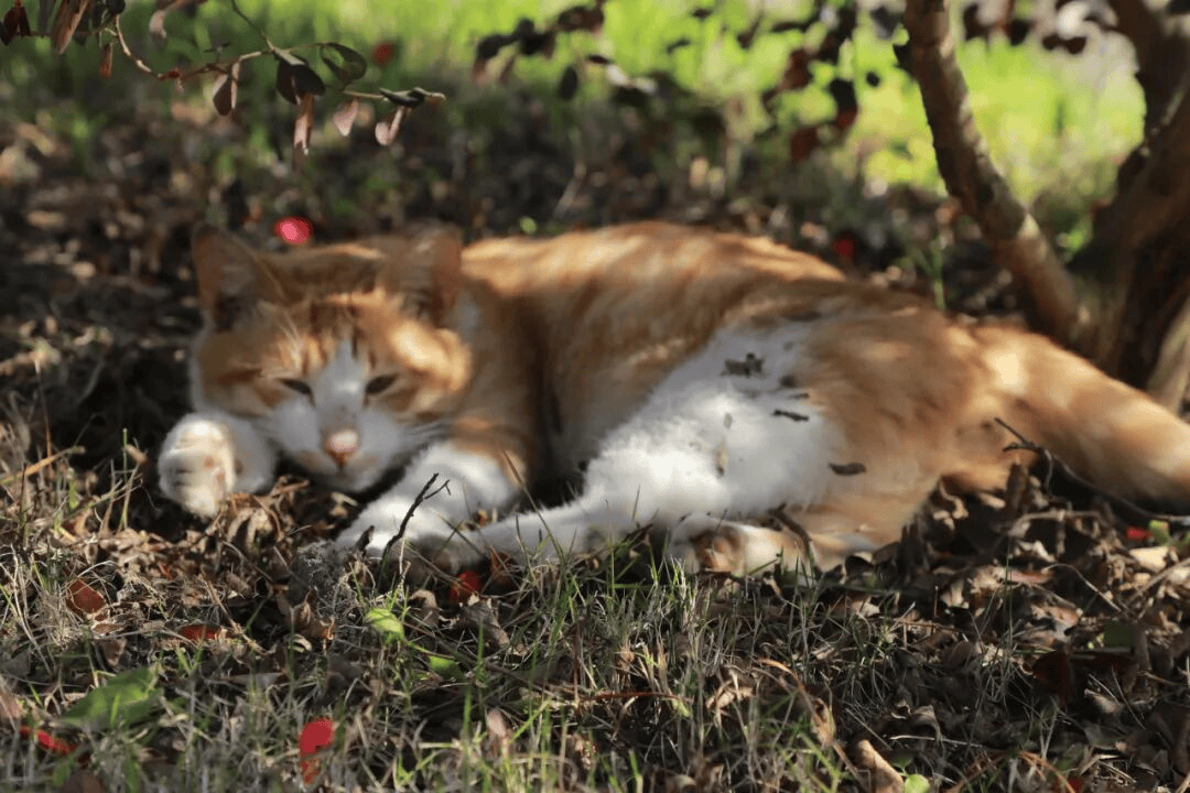 重慶城科大學(xué)校園的澎湃春天