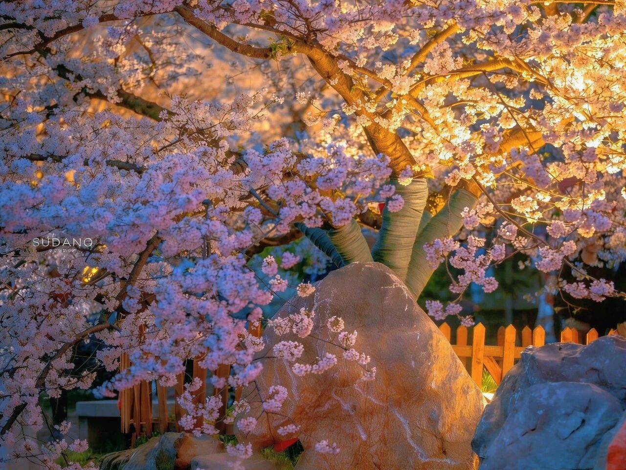 原創(chuàng)武漢賞櫻攻略請收藏！除了武大和東湖，還有這些免費打卡地哦