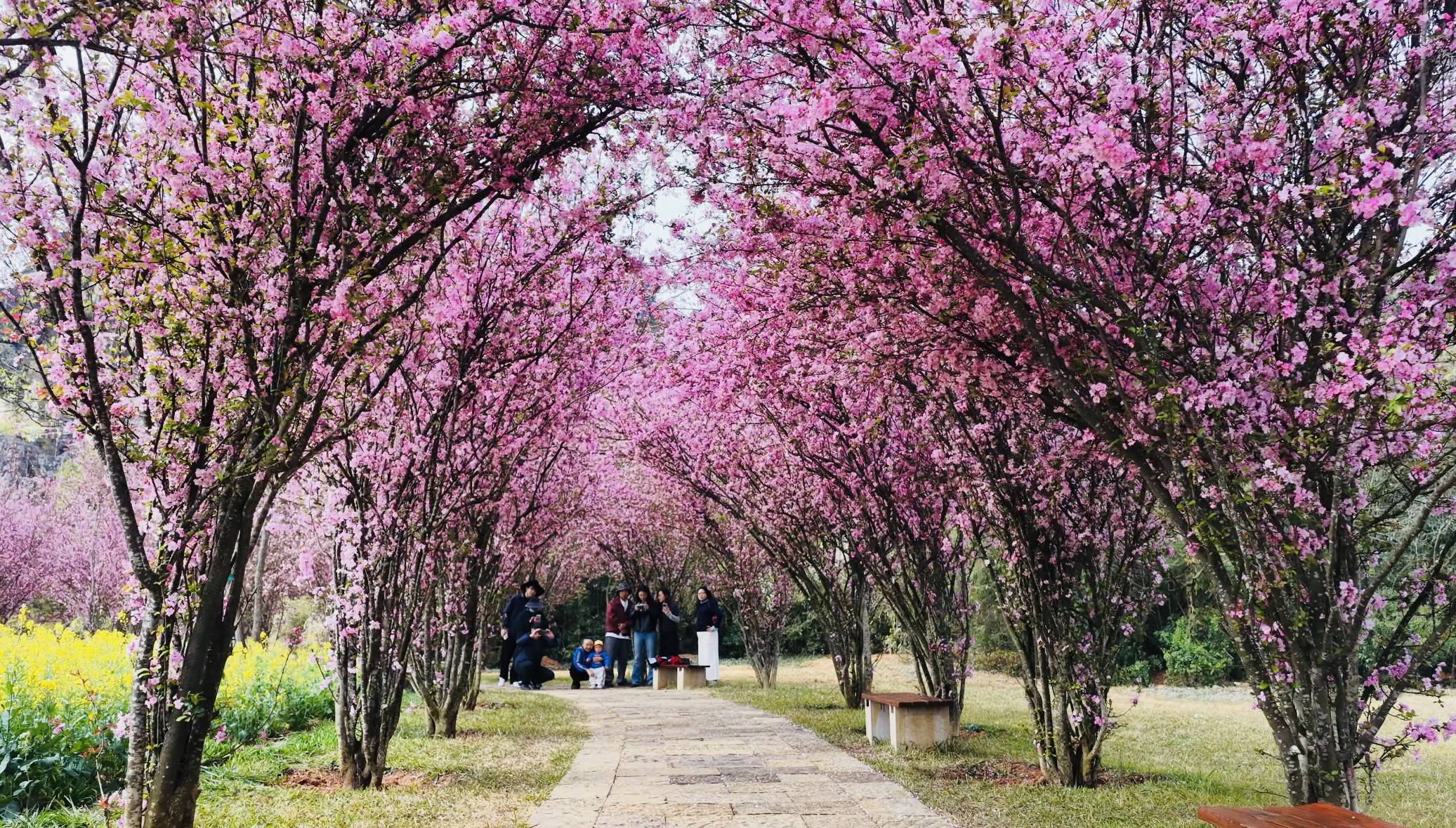 3月7日至8日，云南乃古石林風(fēng)景區(qū)女性免票