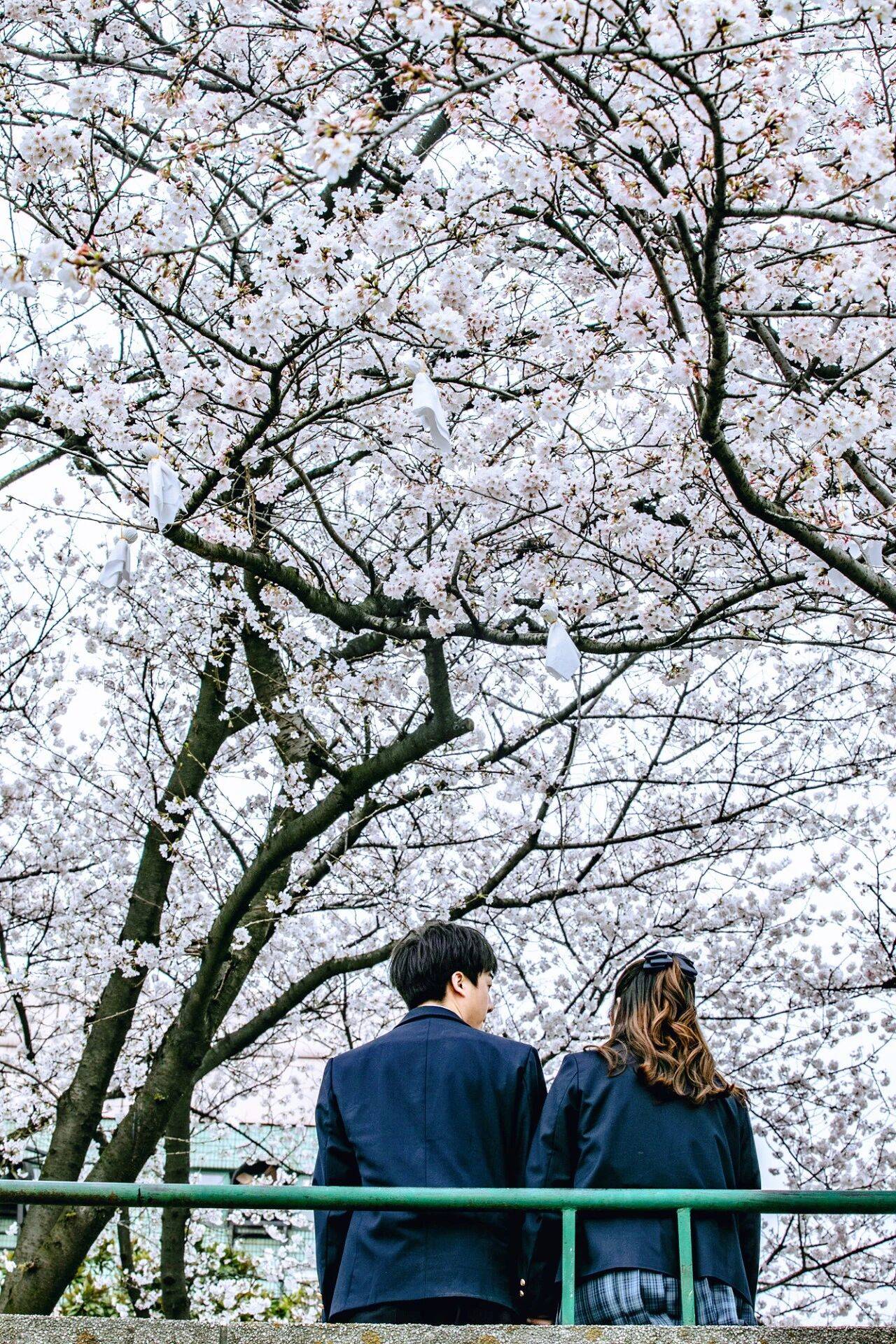 原創(chuàng)武漢賞櫻攻略請收藏！除了武大和東湖，還有這些免費打卡地哦