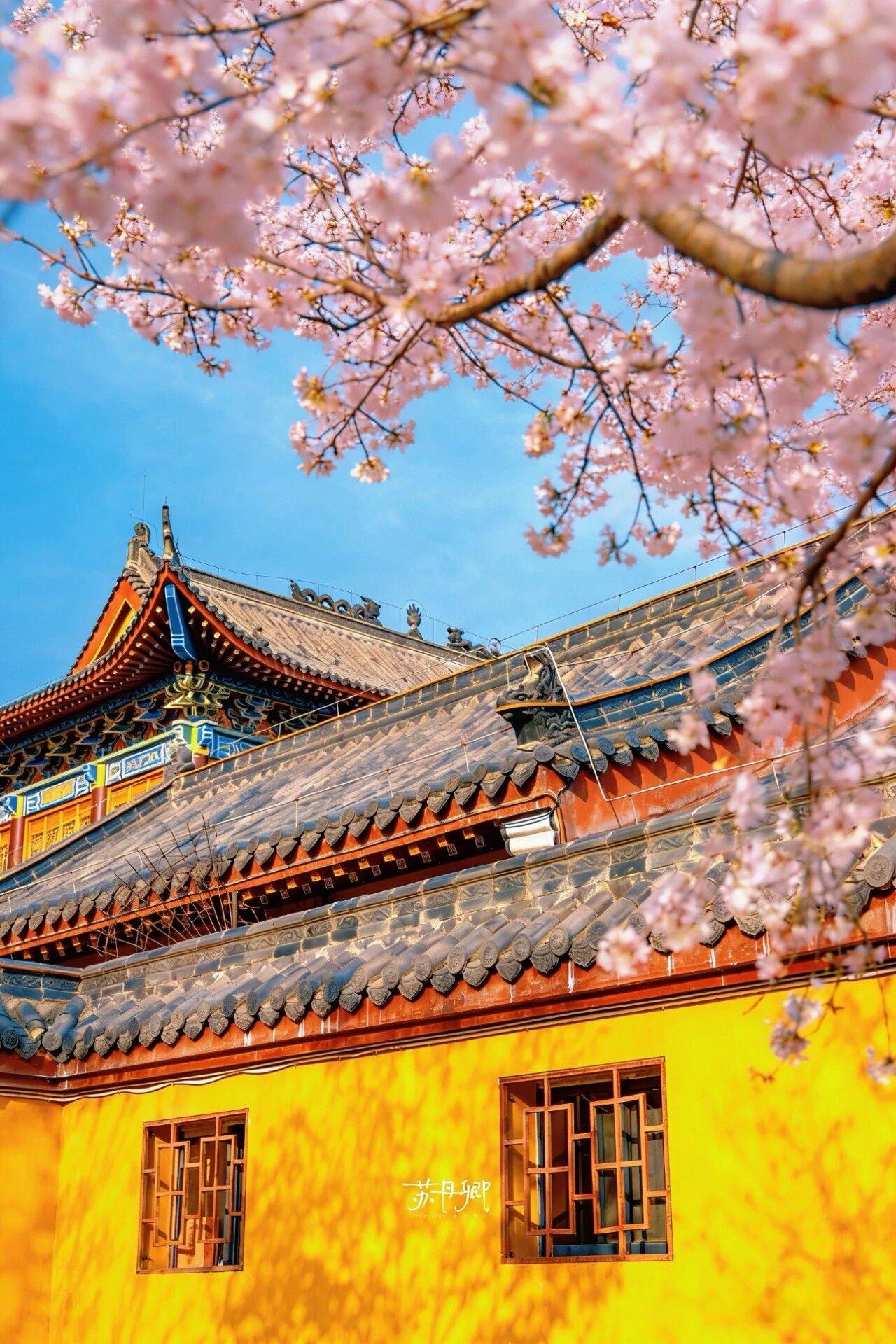 原創(chuàng)武漢賞櫻攻略請收藏！除了武大和東湖，還有這些免費打卡地哦