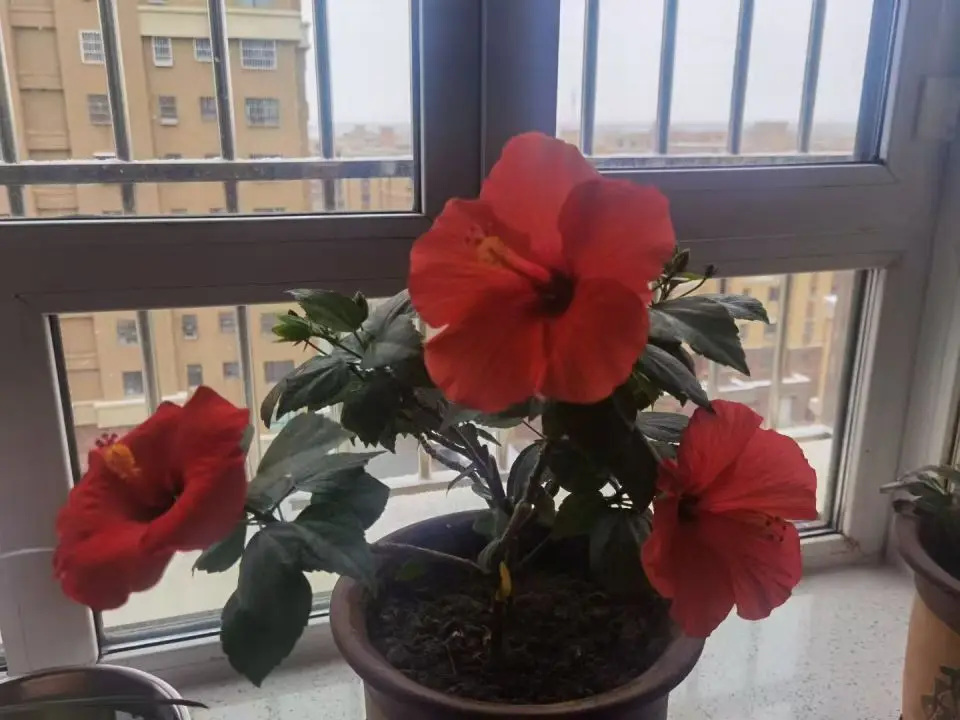 原創(chuàng)詩(shī)歌：紅紅火火過(guò)大年