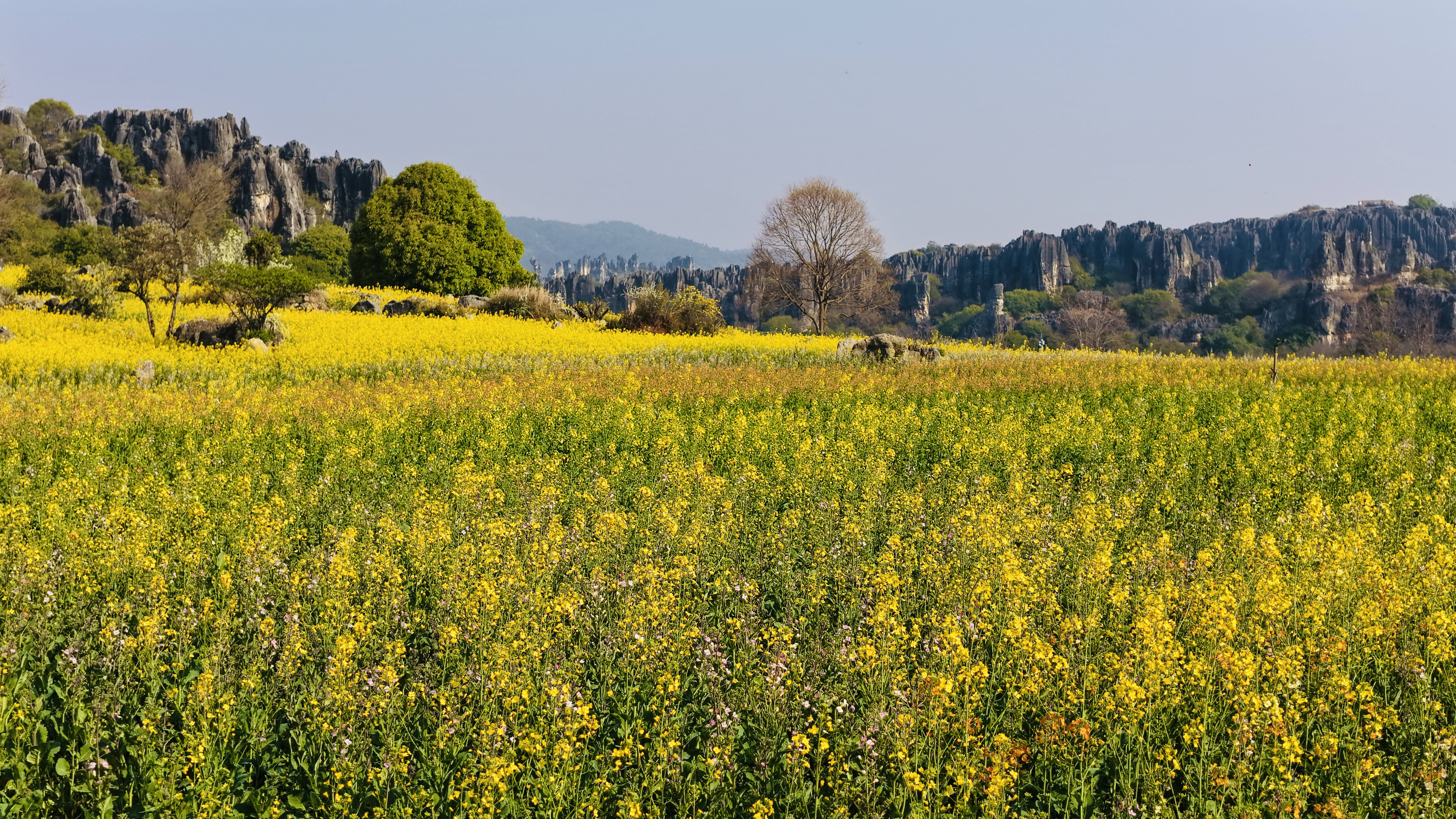 3月7日至8日，云南乃古石林風(fēng)景區(qū)女性免票