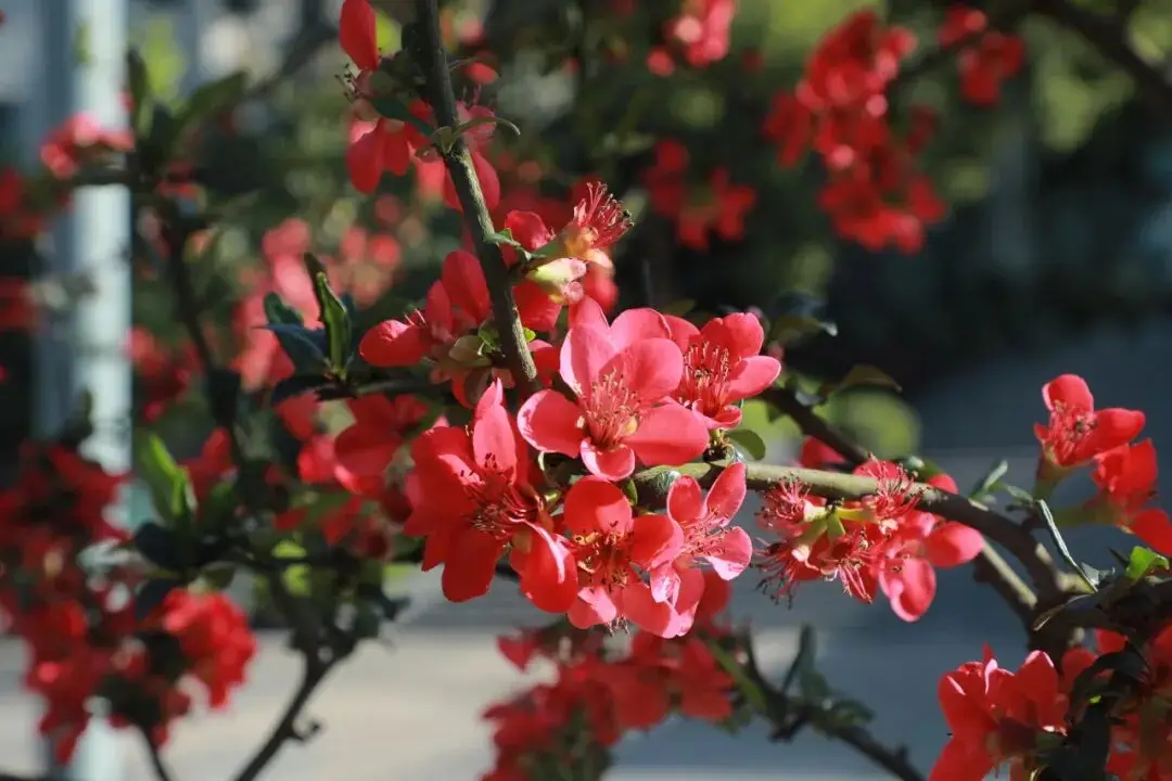 重慶城科大學(xué)校園的澎湃春天