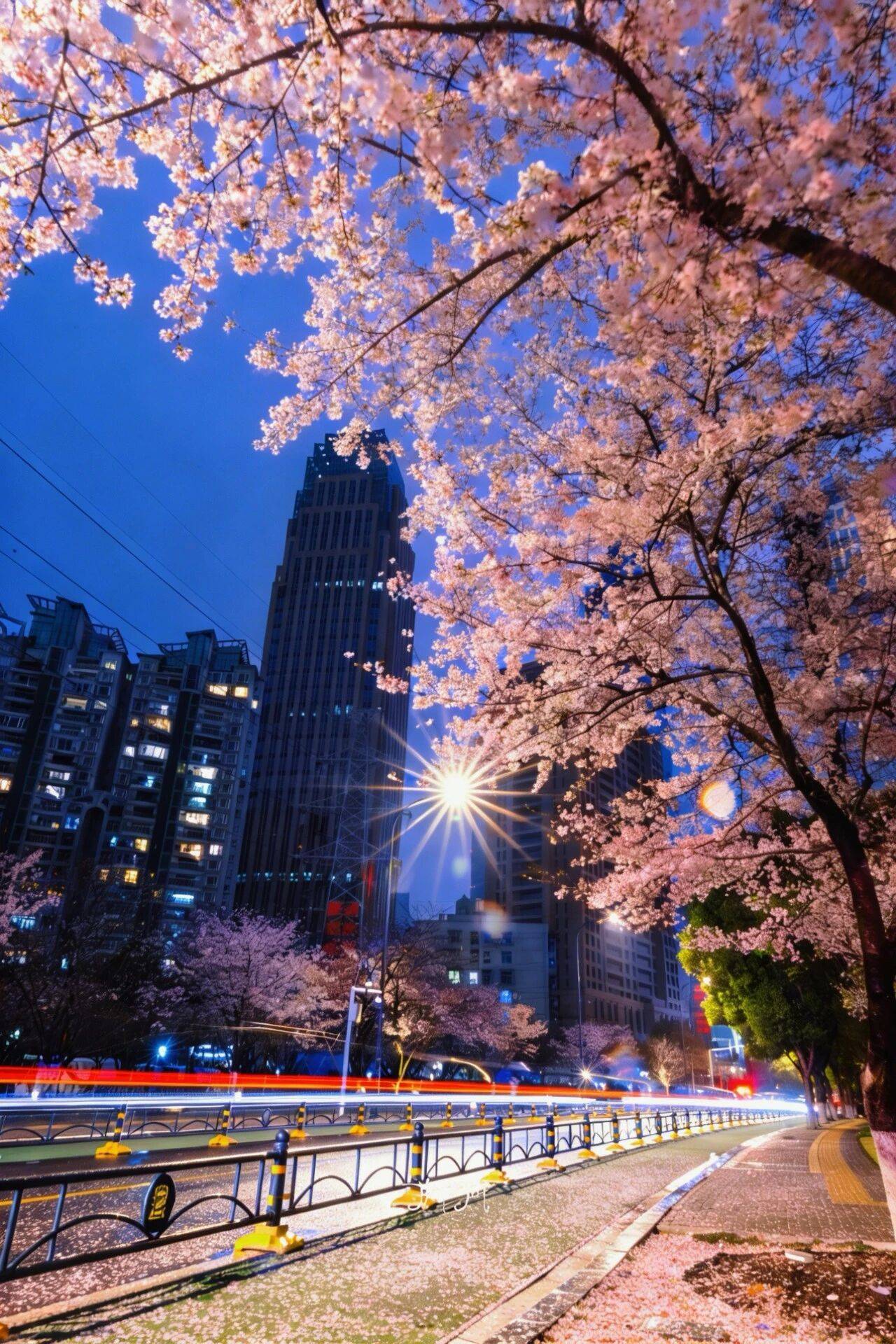 原創(chuàng)武漢賞櫻攻略請收藏！除了武大和東湖，還有這些免費打卡地哦