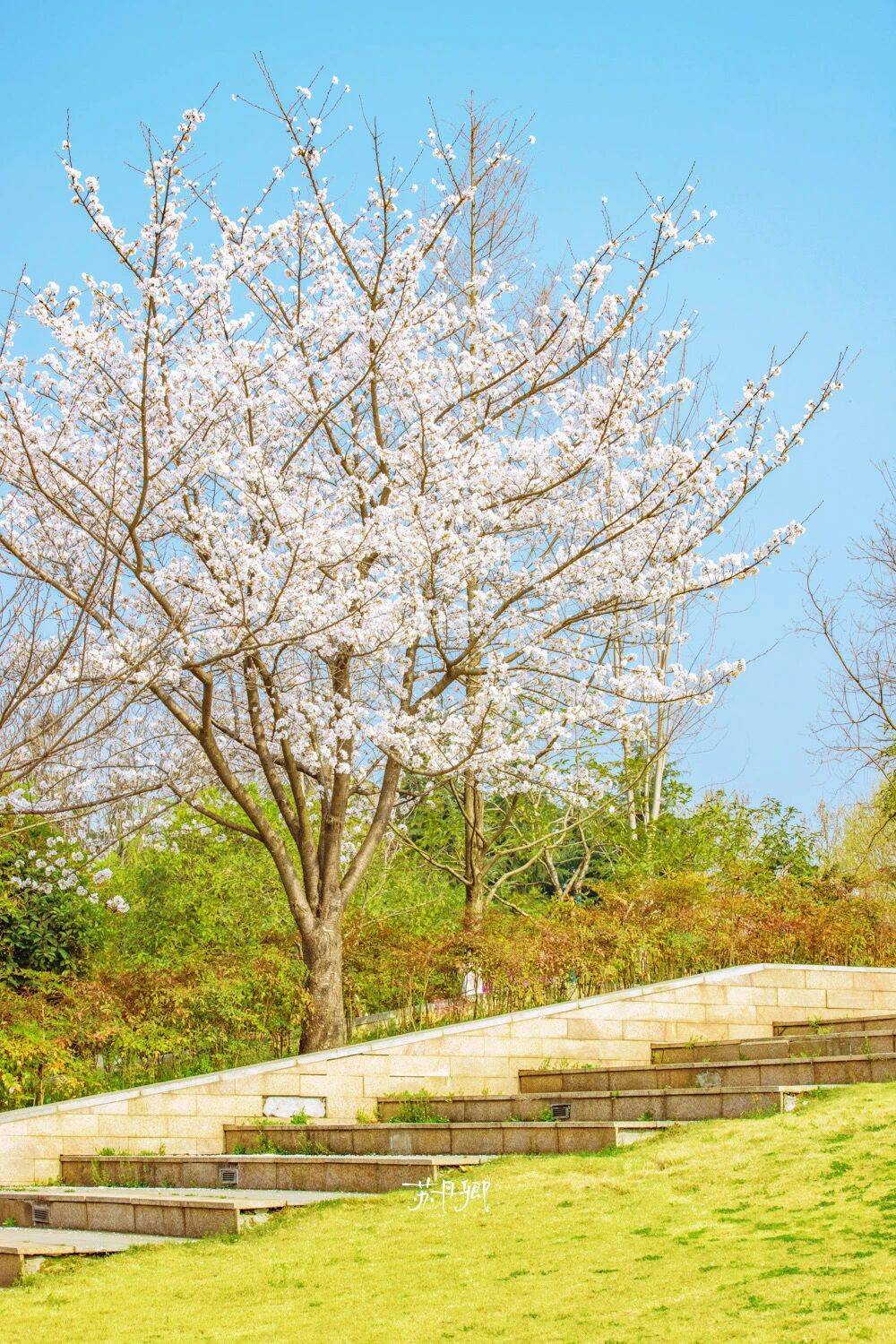 原創(chuàng)武漢賞櫻攻略請收藏！除了武大和東湖，還有這些免費打卡地哦