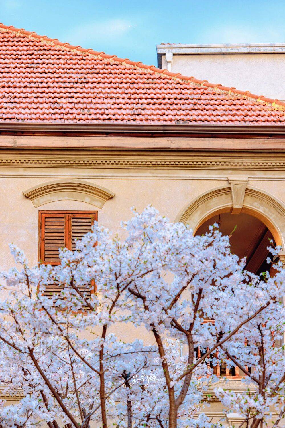 原創(chuàng)武漢賞櫻攻略請收藏！除了武大和東湖，還有這些免費打卡地哦