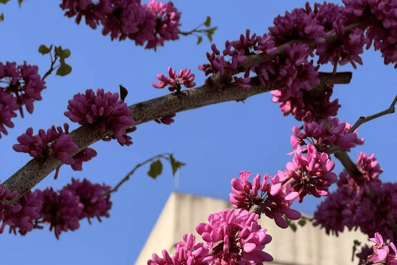 重慶城科大學(xué)校園的澎湃春天