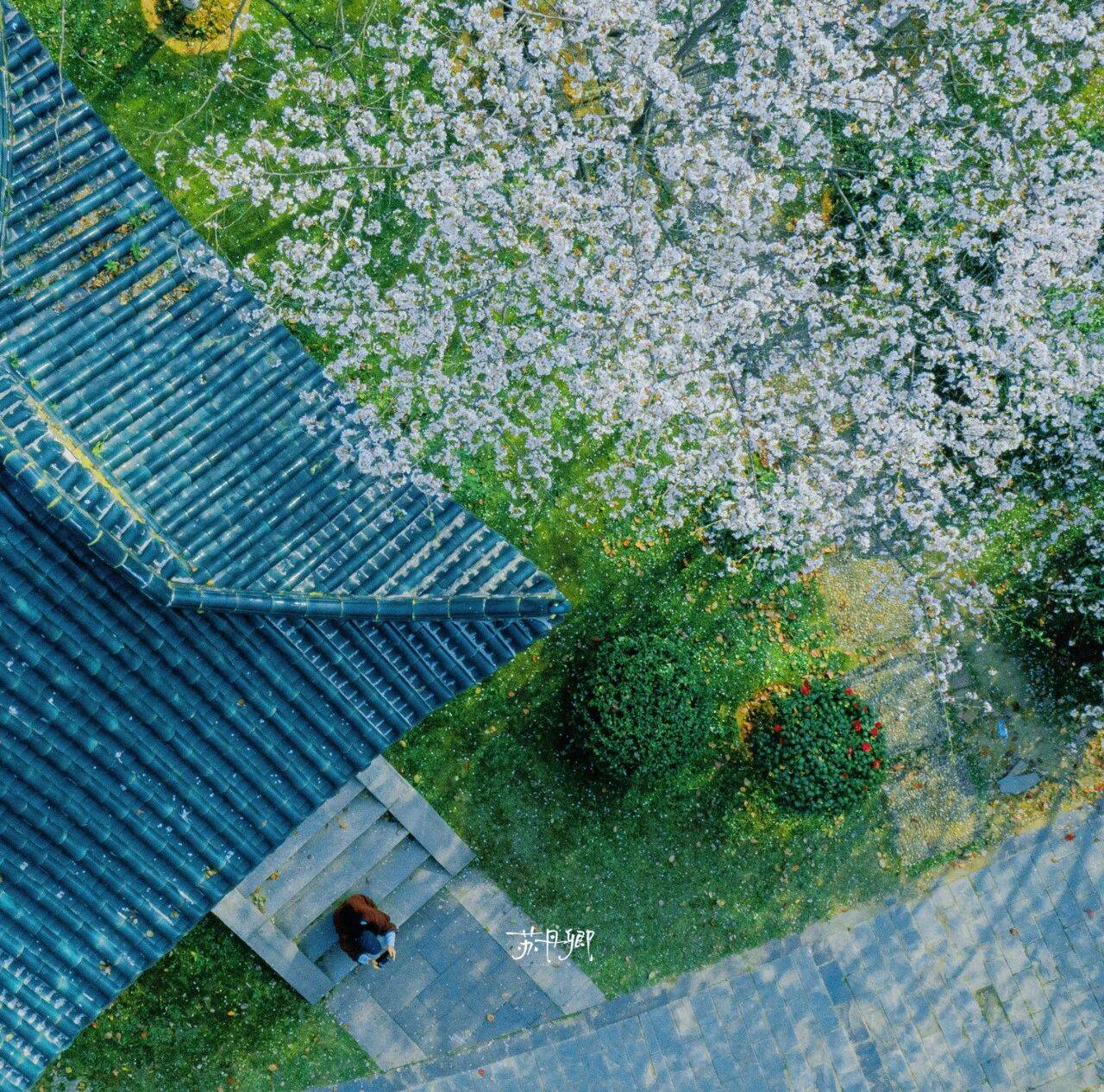 原創(chuàng)武漢賞櫻攻略請收藏！除了武大和東湖，還有這些免費打卡地哦