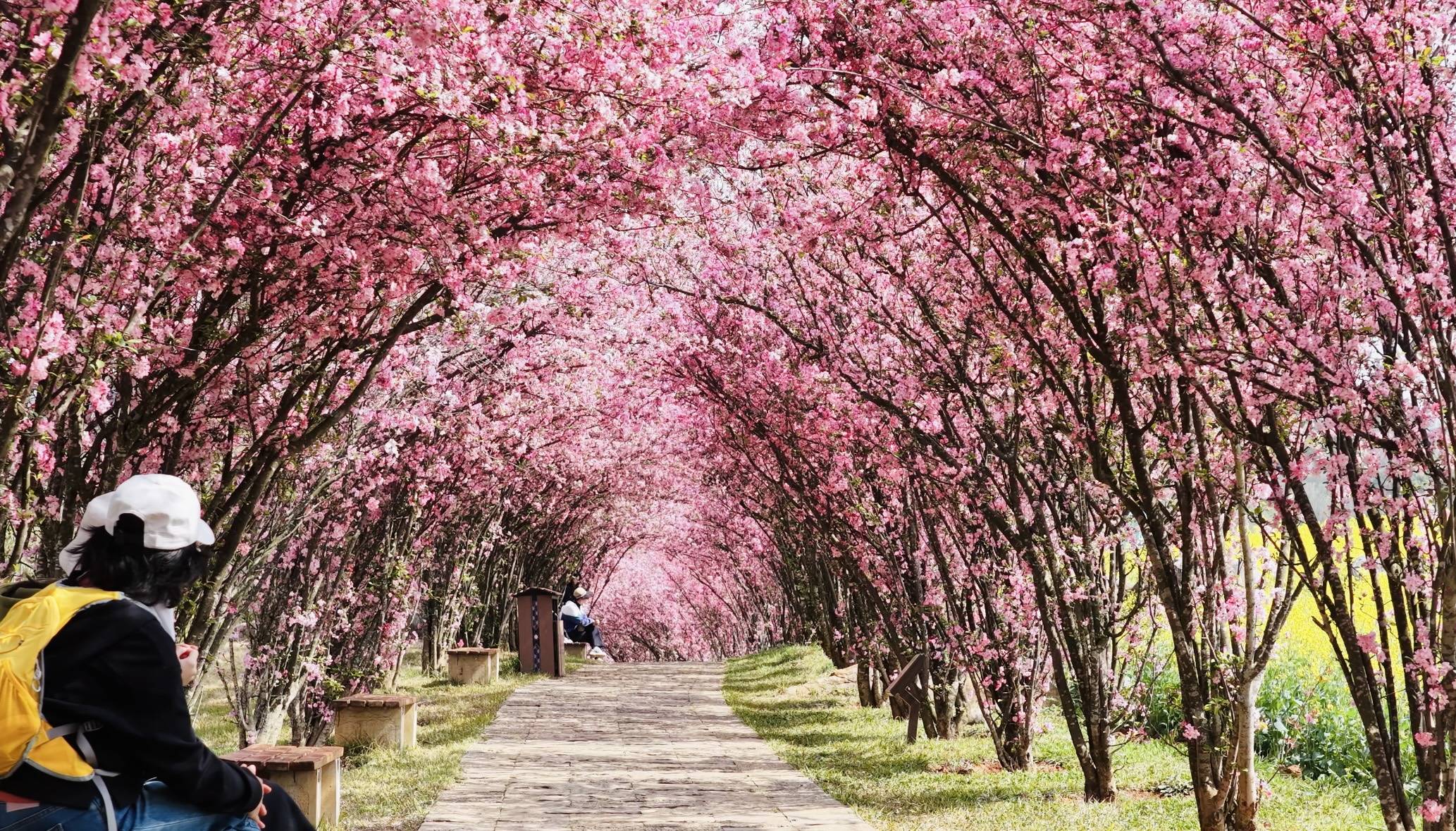 3月7日至8日，云南乃古石林風(fēng)景區(qū)女性免票
