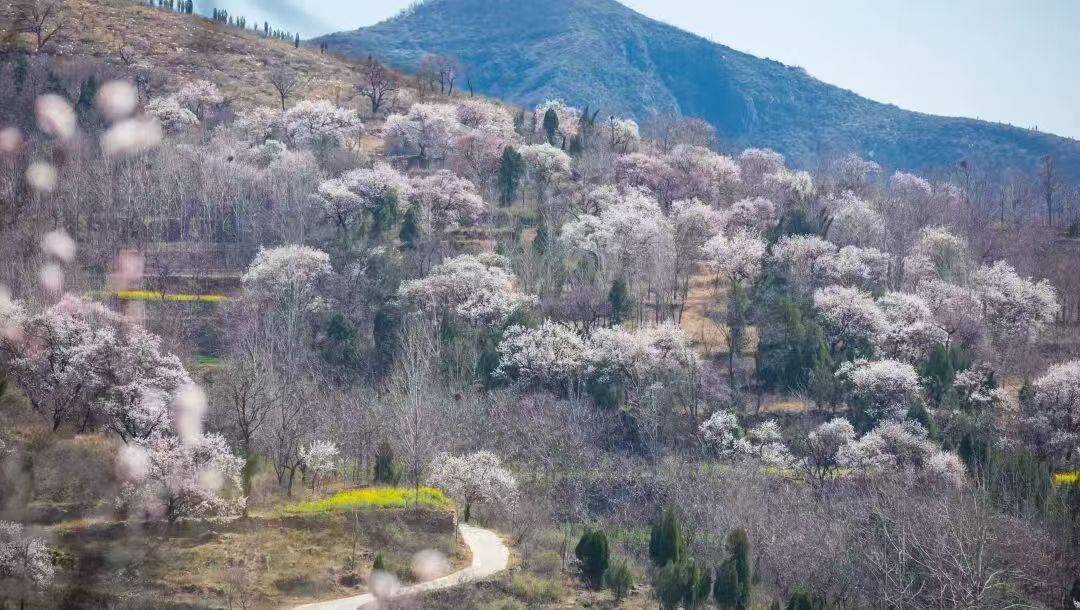 收藏這份鄭州賞花攻略，把整個(gè)春天裝進(jìn)眼里