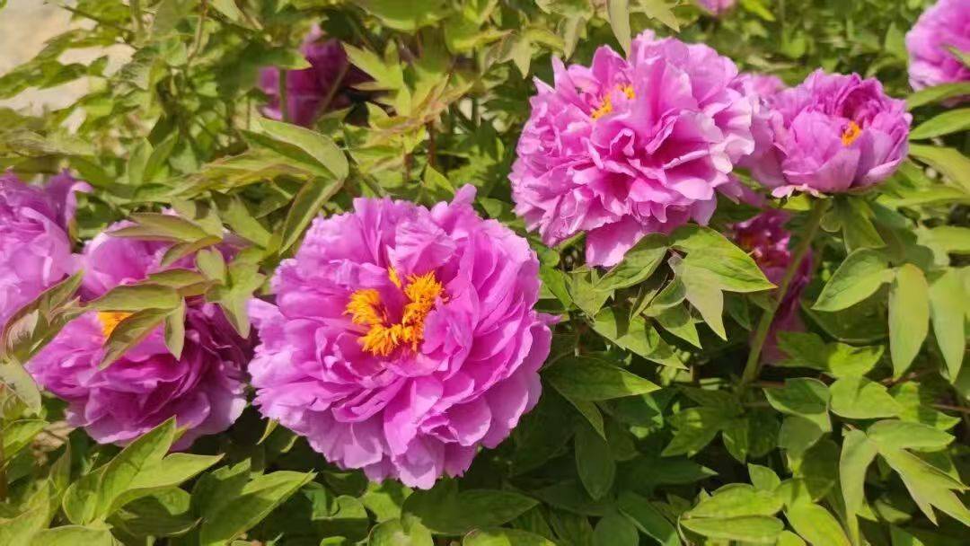 收藏這份鄭州賞花攻略，把整個(gè)春天裝進(jìn)眼里