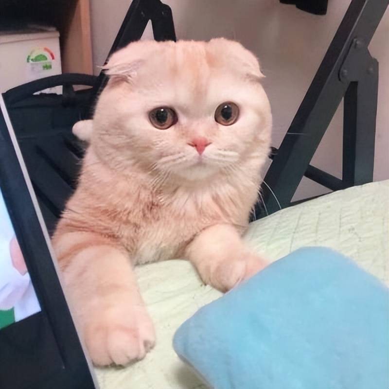 貓咪毛發(fā)褪色、掉毛多？吃什么好？這些美毛貓糧快收藏！