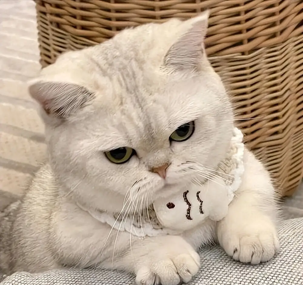 貓咪毛發(fā)褪色、掉毛多？吃什么好？這些美毛貓糧快收藏！