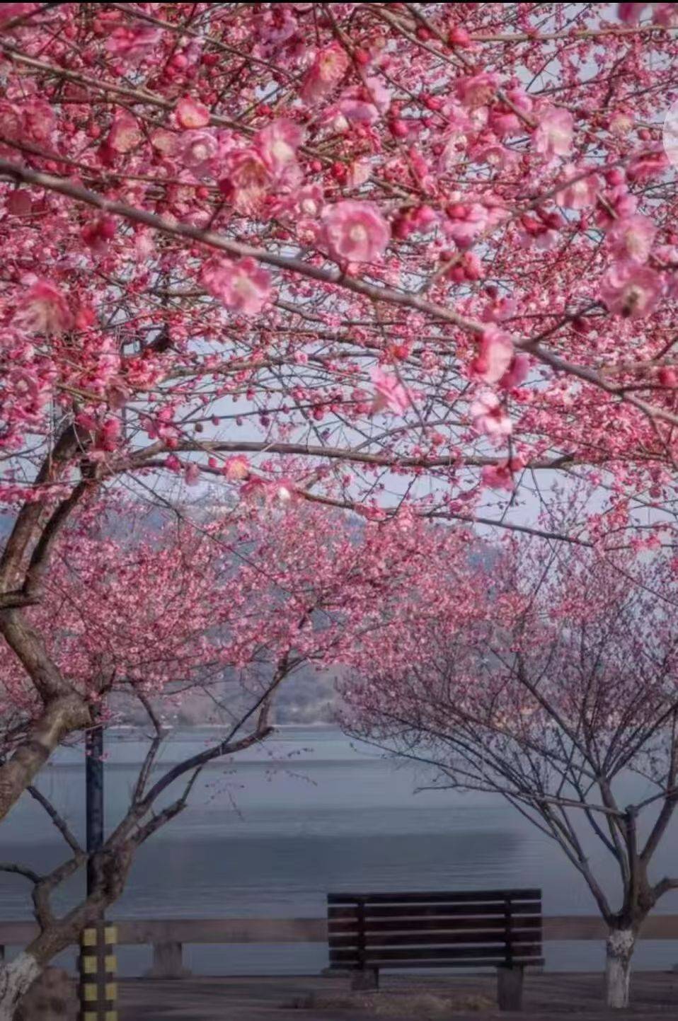 收藏這份鄭州賞花攻略，把整個(gè)春天裝進(jìn)眼里