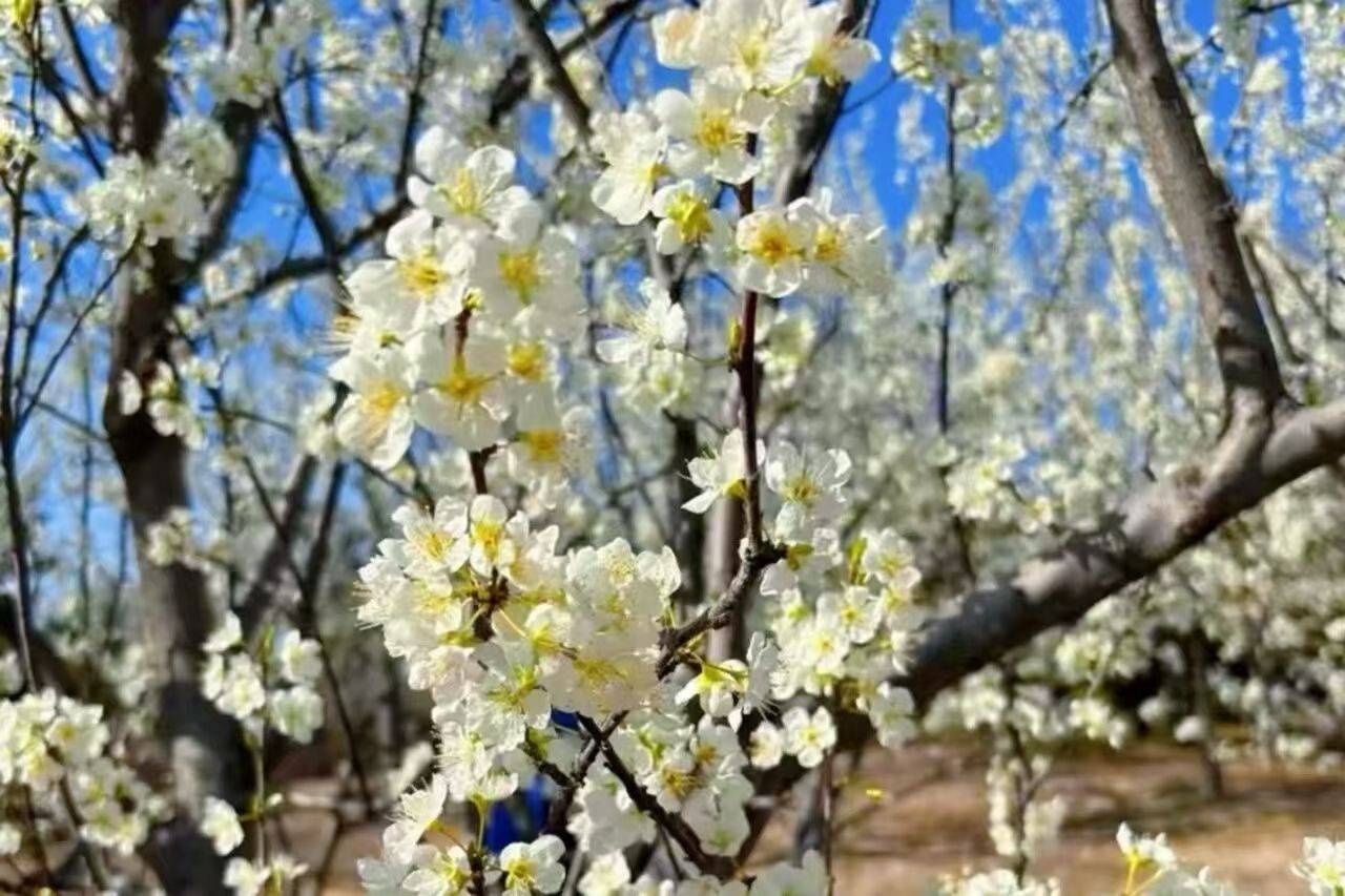 收藏這份鄭州賞花攻略，把整個(gè)春天裝進(jìn)眼里