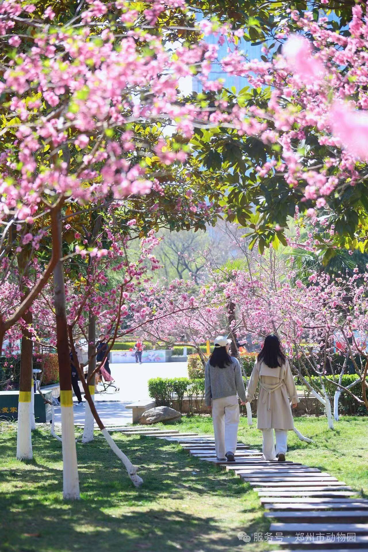 收藏這份鄭州賞花攻略，把整個(gè)春天裝進(jìn)眼里
