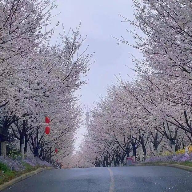 收藏這份鄭州賞花攻略，把整個(gè)春天裝進(jìn)眼里