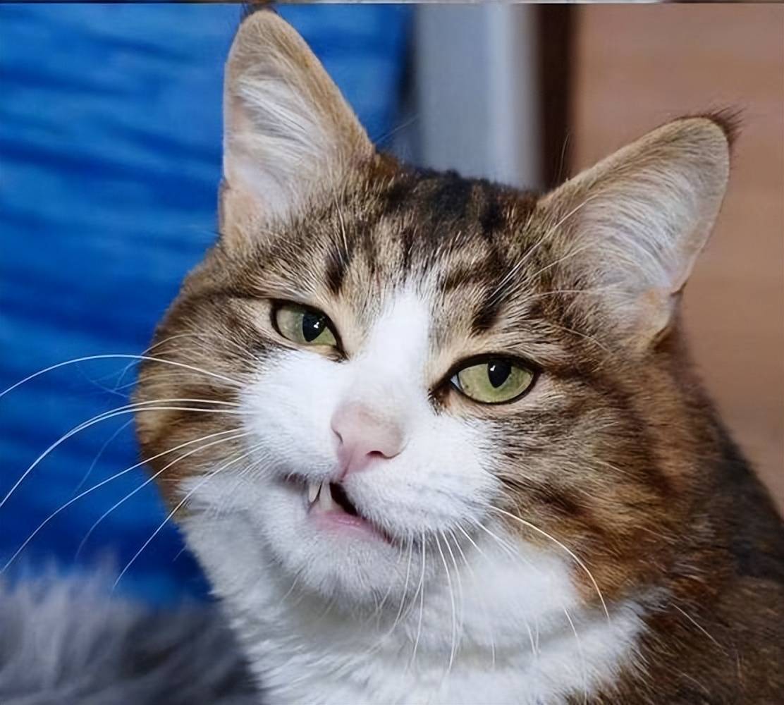 貓咪毛發(fā)褪色、掉毛多？吃什么好？這些美毛貓糧快收藏！