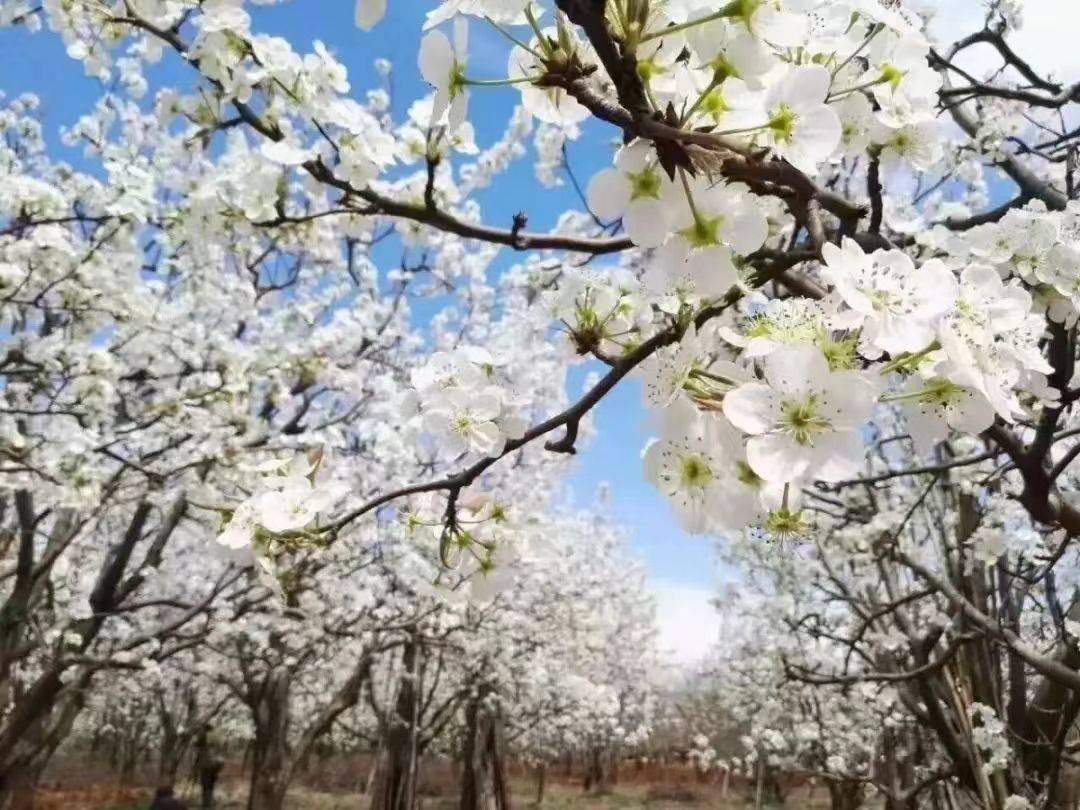 收藏這份鄭州賞花攻略，把整個(gè)春天裝進(jìn)眼里