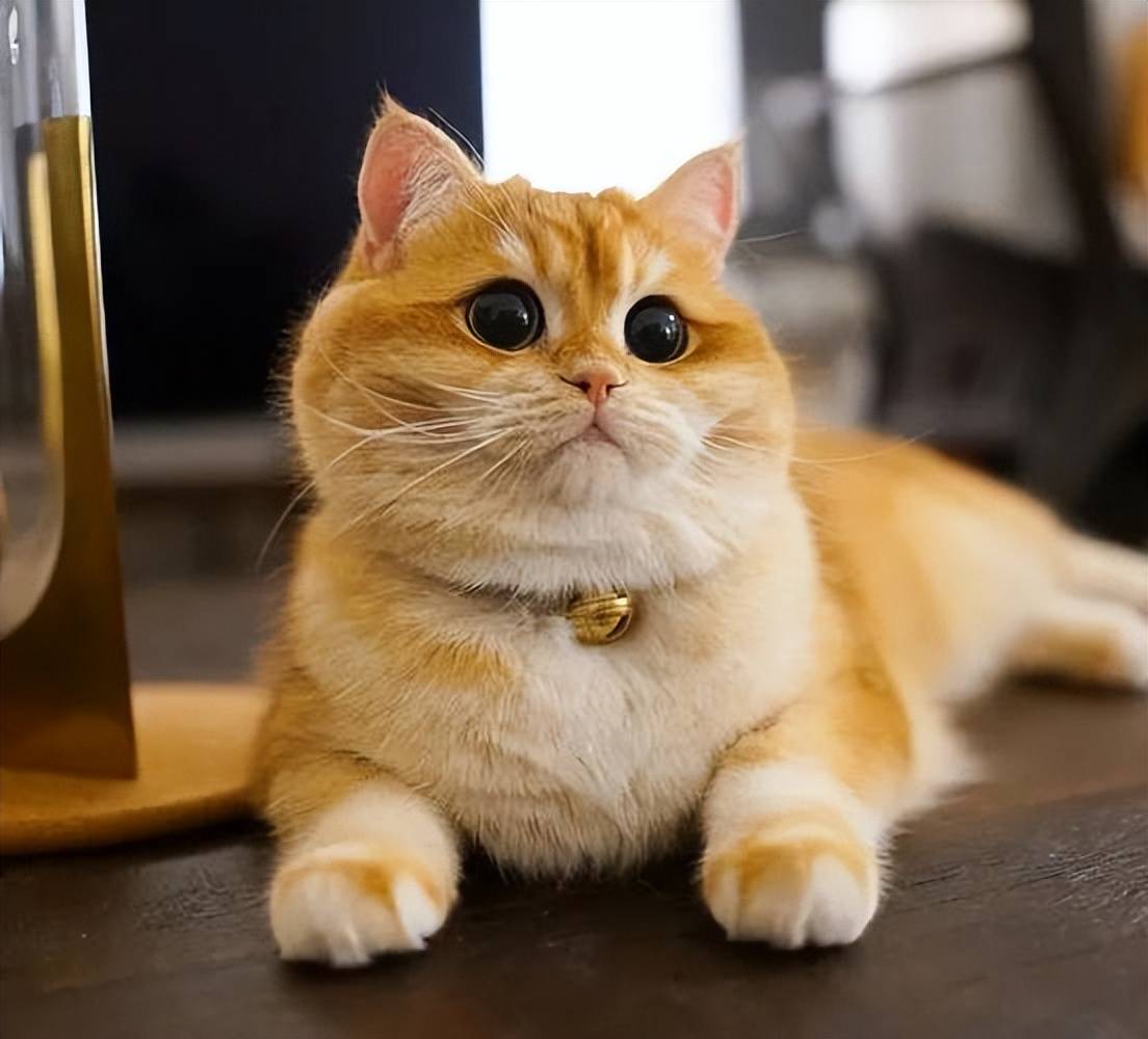 貓咪毛發(fā)褪色、掉毛多？吃什么好？這些美毛貓糧快收藏！