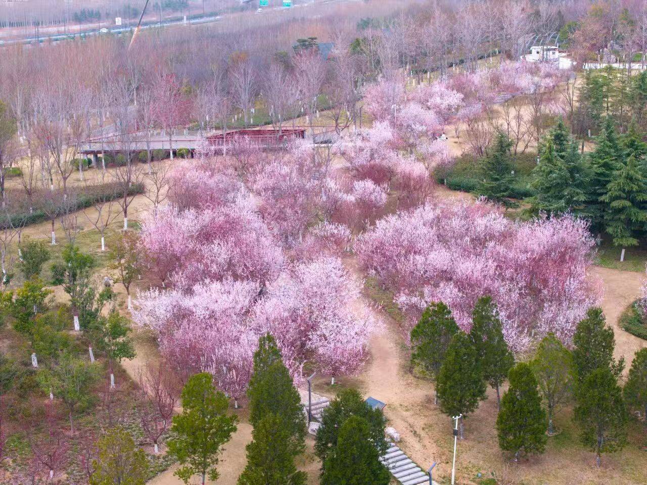 收藏這份鄭州賞花攻略，把整個(gè)春天裝進(jìn)眼里