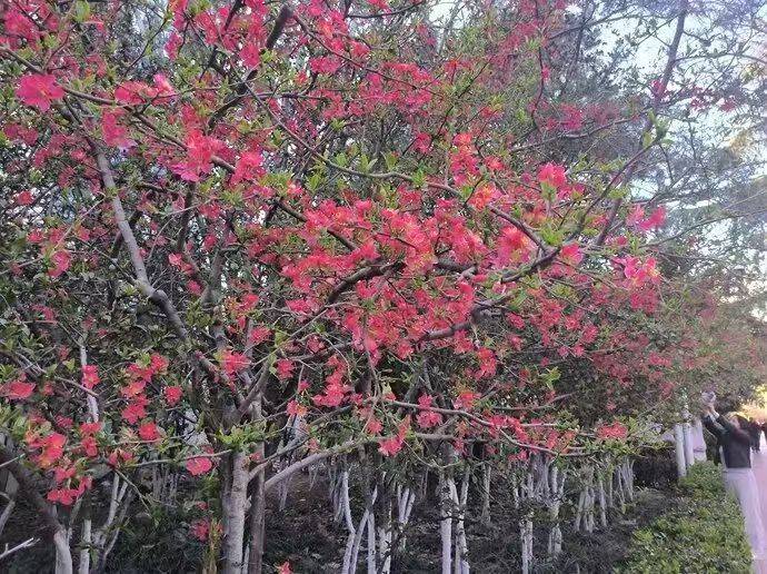 收藏這份鄭州賞花攻略，把整個(gè)春天裝進(jìn)眼里