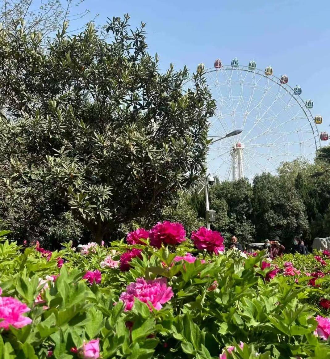 收藏這份鄭州賞花攻略，把整個(gè)春天裝進(jìn)眼里