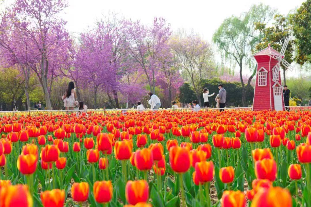 收藏這份鄭州賞花攻略，把整個(gè)春天裝進(jìn)眼里