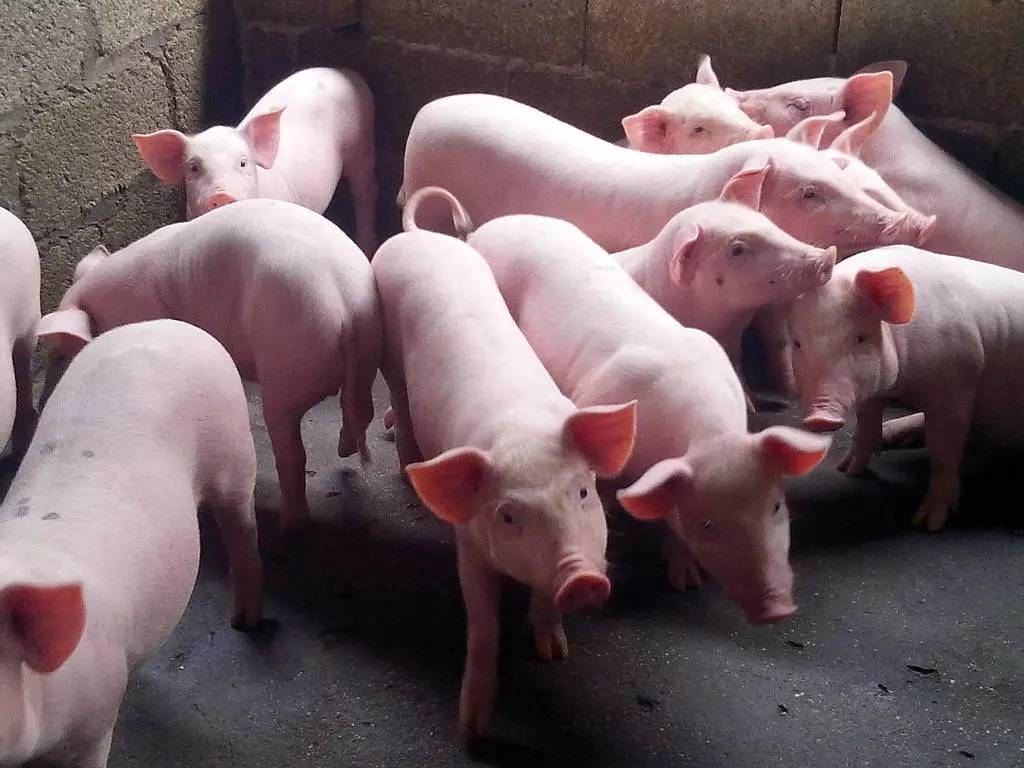 給豬喂什么可以快速催肥？養(yǎng)豬的快速催肥飼喂秘籍！