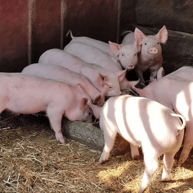 給豬喂什么可以快速催肥？養(yǎng)豬的快速催肥飼喂秘籍！