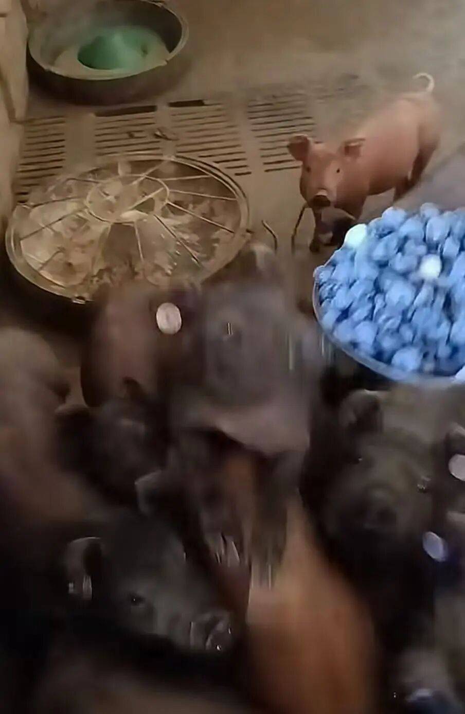 “被SCI拒絕的論文找到了自己真正的家？”哈哈哈人民看得懂的論文才是好論文！