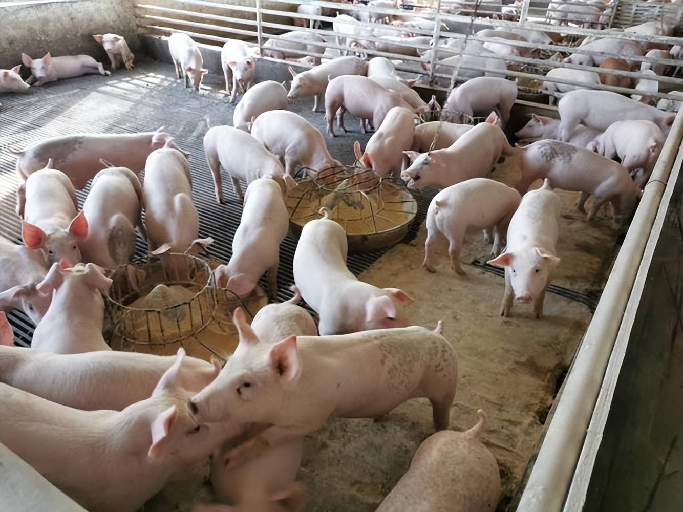 育肥豬催肥增重添加劑有哪些？快速出欄就靠它！