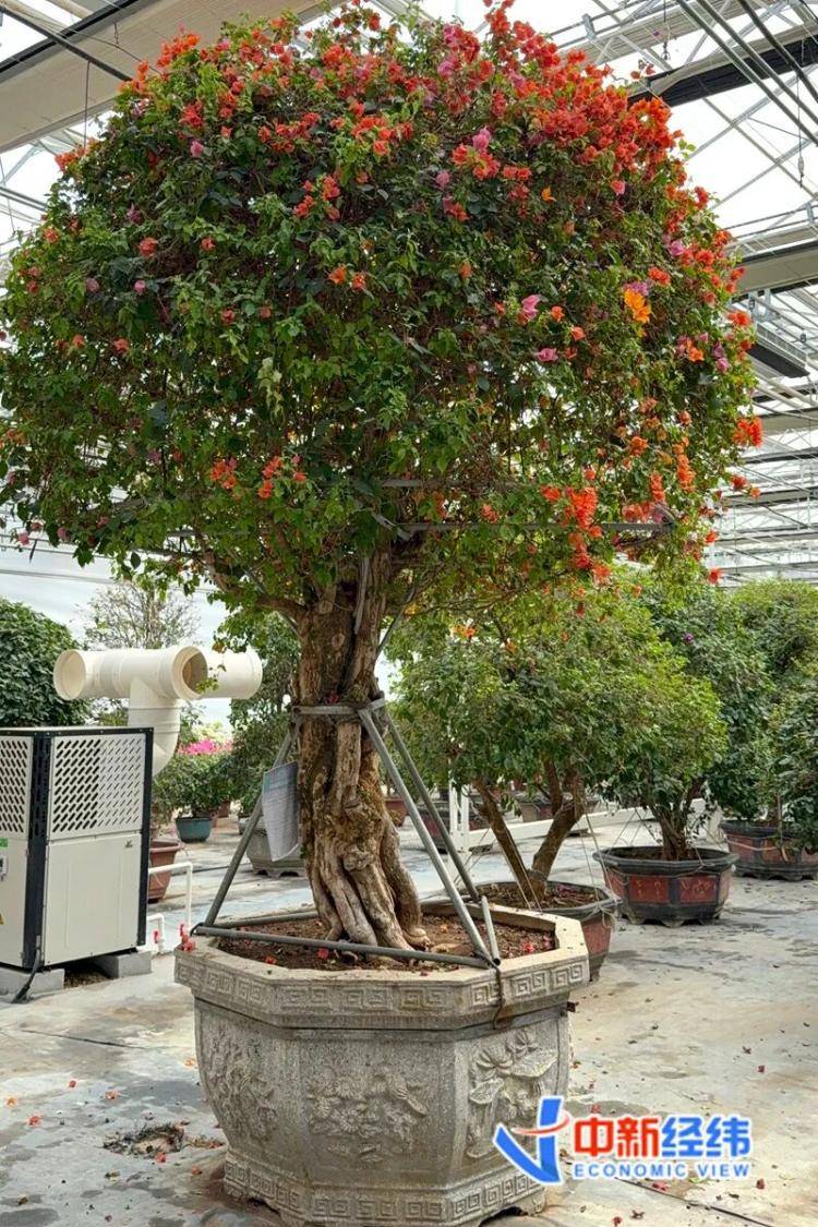 從幾元小盆栽到萬元收藏級，誰在為“美麗”掏腰包？