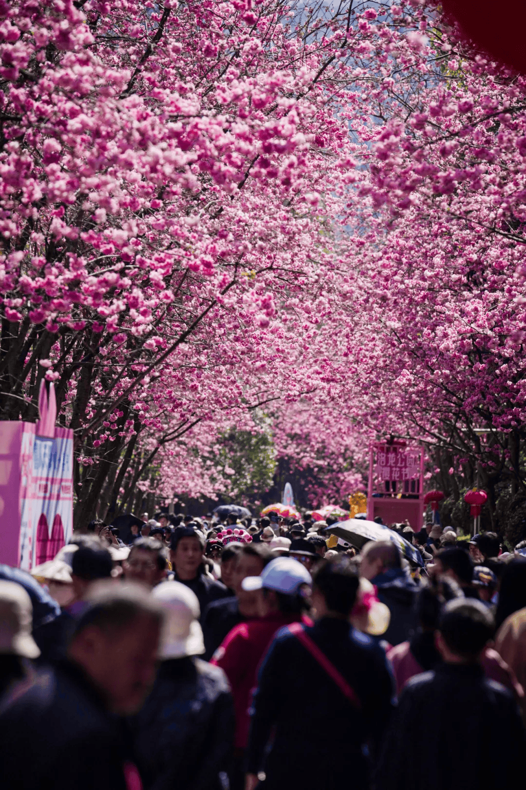 三八節(jié)限定！櫻花樹下，詩歌與鮮花皆為她