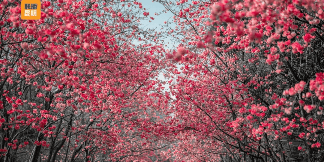 三八節(jié)限定！櫻花樹下，詩歌與鮮花皆為她