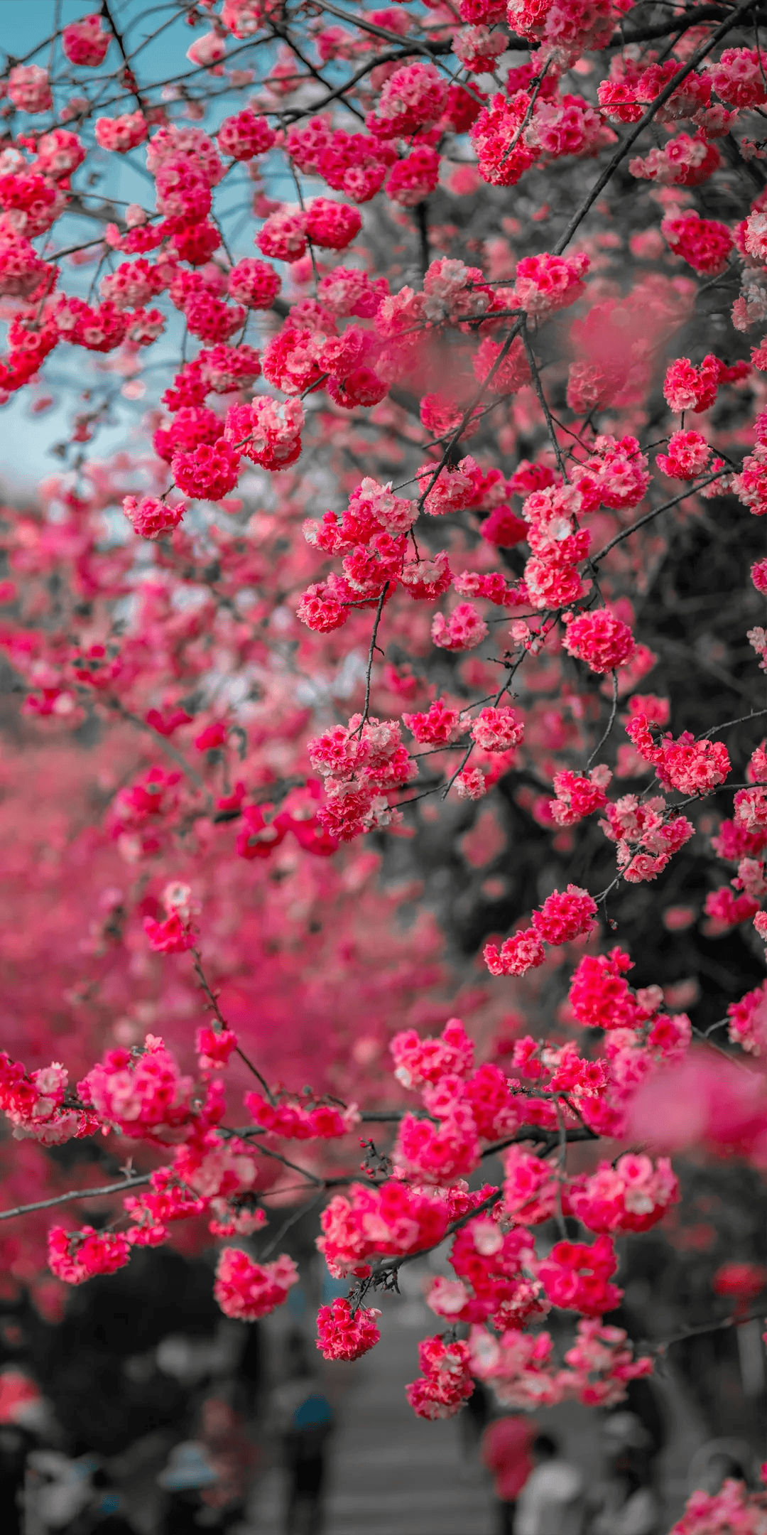 三八節(jié)限定！櫻花樹(shù)下，詩(shī)歌與鮮花皆為她