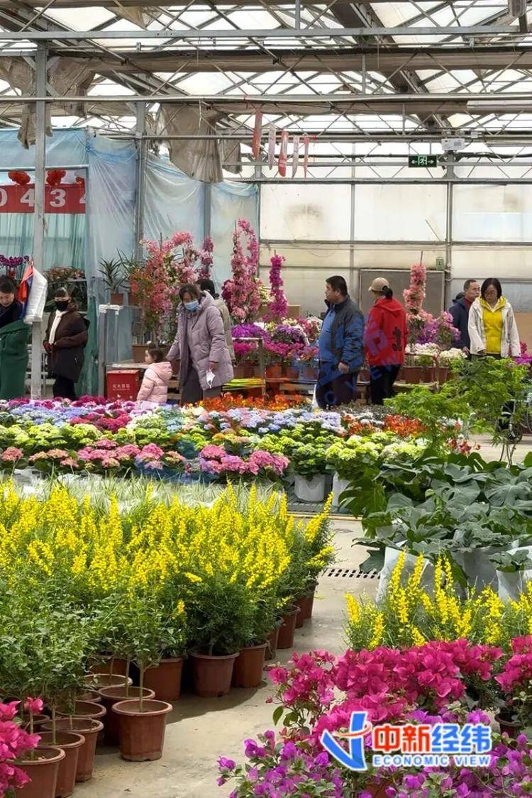 從幾元小盆栽到萬元收藏級，誰在為“美麗”掏腰包？