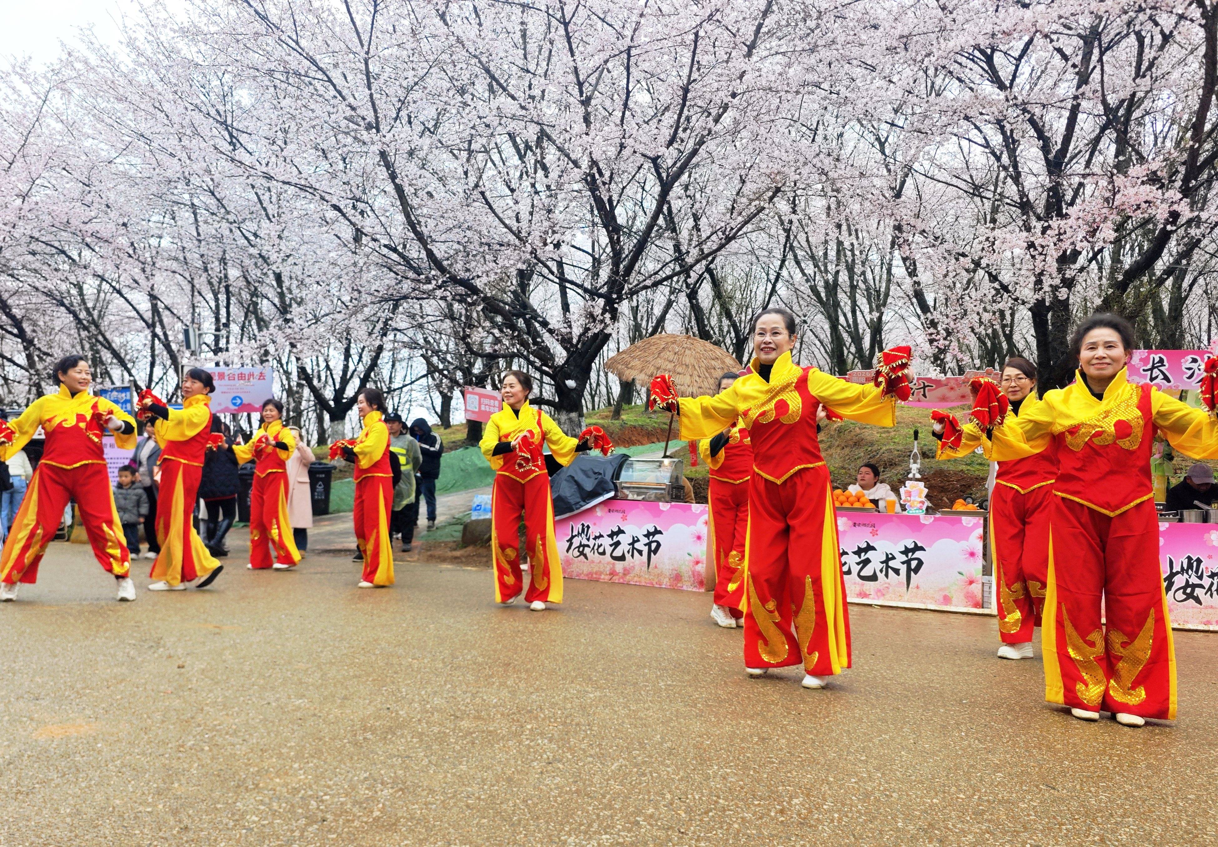 雨中櫻花園別樣浪漫！貴安櫻花園上演民族舞蹈快閃
