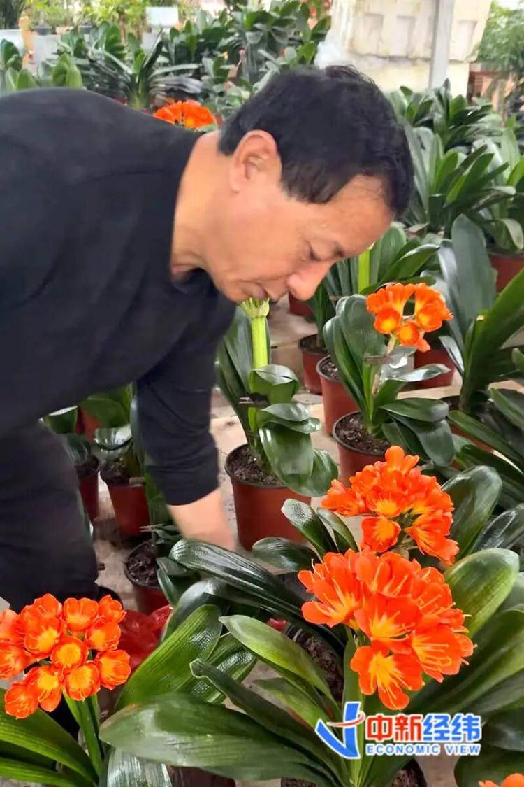 從幾元小盆栽到萬元收藏級，誰在為“美麗”掏腰包？