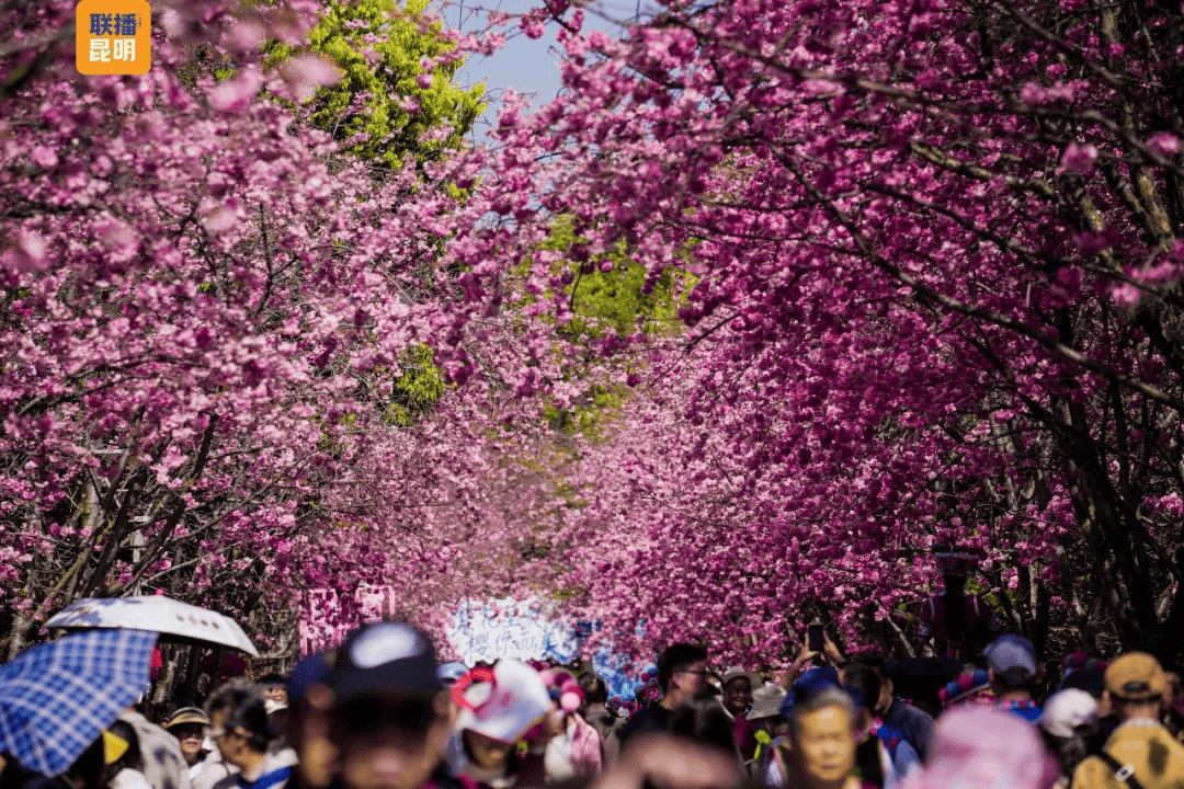 三八節(jié)限定！櫻花樹下，詩歌與鮮花皆為她