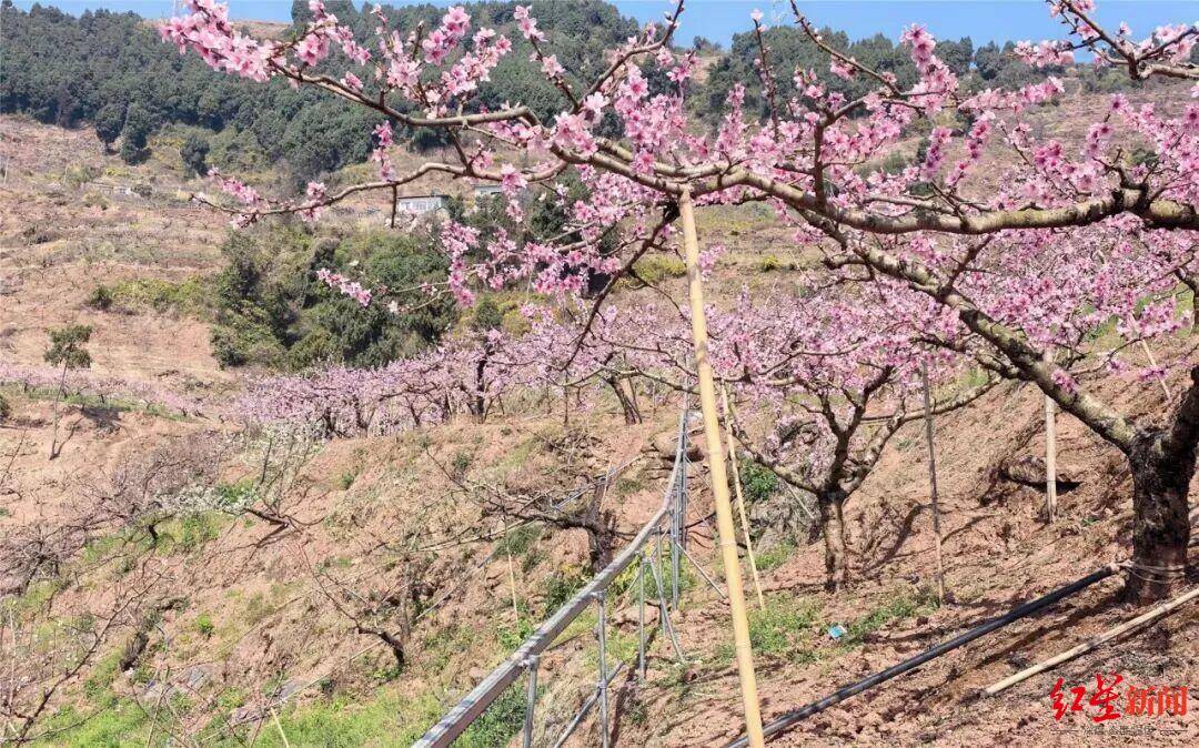 2分鐘“走”完1小時(shí)山路，龍泉山水蜜桃將坐上“空中快遞”