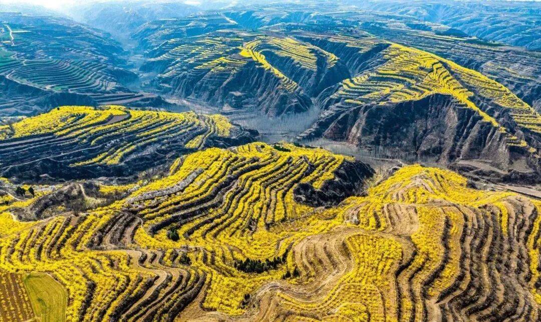 美景+美食！運(yùn)城踏春賞花路線上新！5條供選！