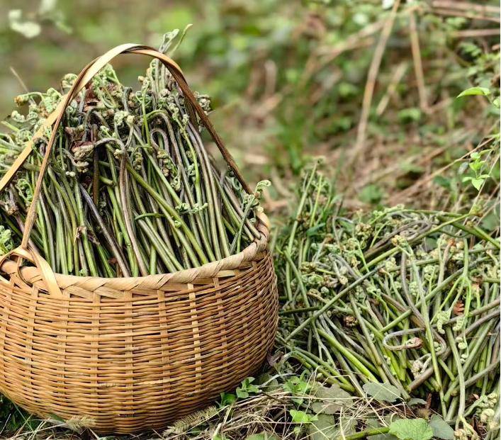 春季美食品鑒?陜西省鎮(zhèn)坪縣人的春天，都吃什么呢？