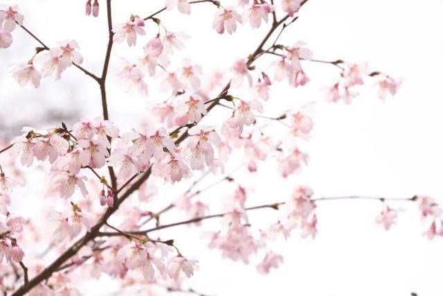 破萬！清涼寨櫻花旅游季啟幕