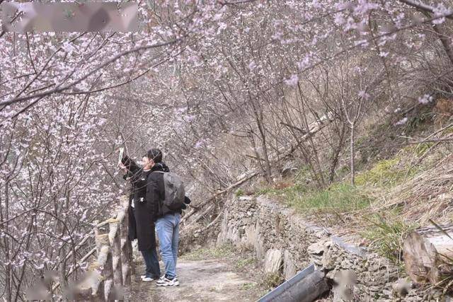 破萬！清涼寨櫻花旅游季啟幕